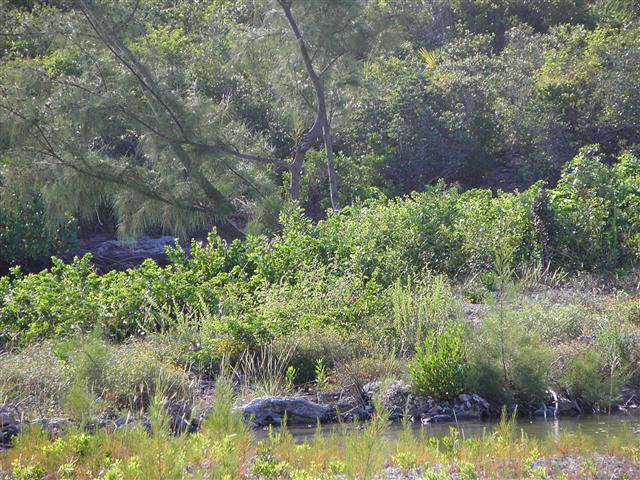 Pictures and images from Andros Island, Bahamas by Mark Erney Pic 10