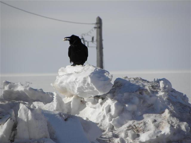 Satellite dish service by Mark Erney for Baker Lake, Nunavut, Canada Gold Mining Camp Picture 12