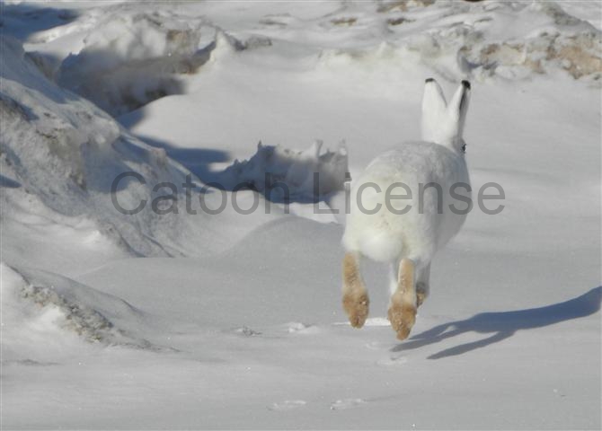 Satellite dish service by Mark Erney for Baker Lake, Nunavut, Canada Gold Mining Camp Picture 14