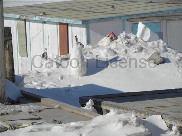 Satellite dish service by Mark Erney for Baker Lake, Nunavut, Canada Gold Mining Camp Picture 15