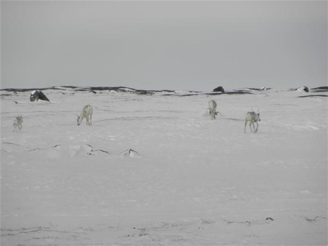 Satellite dish service by Mark Erney for Baker Lake, Nunavut, Canada Gold Mining Camp Picture 18