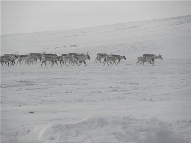 Satellite dish service by Mark Erney for Baker Lake, Nunavut, Canada Gold Mining Camp Picture 19