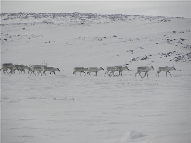 Satellite dish service by Mark Erney for Baker Lake, Nunavut, Canada Gold Mining Camp Picture 20