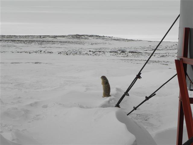 Satellite dish service by Mark Erney for Baker Lake, Nunavut, Canada Gold Mining Camp Picture 21