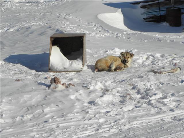 Satellite dish service by Mark Erney for Baker Lake, Nunavut, Canada Gold Mining Camp Picture 5