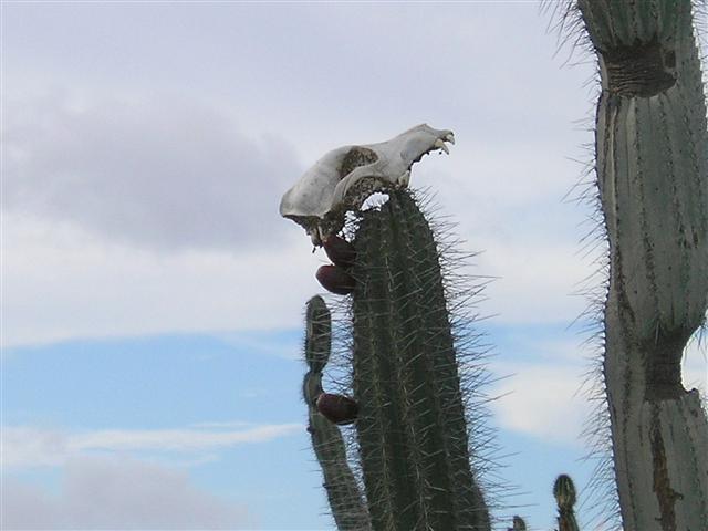 Satellite earth station removal Mark Erney pictures and images Caribbean Nederlands Dutch Antilles island Bonaire cactus Pic 1