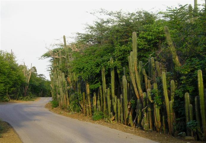 Satellite earth station removal Mark Erney pictures and images Caribbean Nederlands Dutch Antilles island Bonaire cactus Pic 10