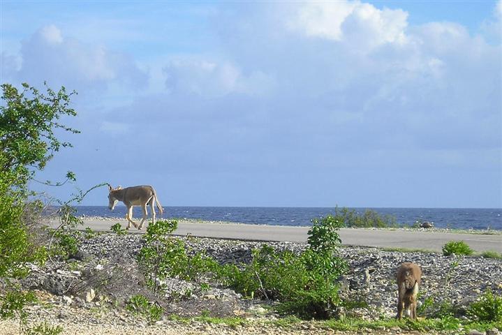 Satellite earth station removal Mark Erney pictures and images Caribbean Nederlands Dutch Antilles island Bonaire donkey donkeys Pic 6