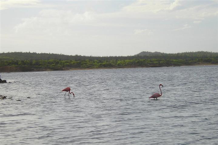 Satellite earth station removal Mark Erney pictures and images Caribbean Nederlands Dutch Antilles island Bonaire flamingo flamingos Pic 8