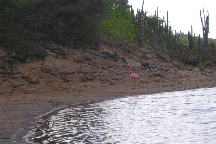 Satellite earth station removal Mark Erney pictures and images Caribbean Nederlands Dutch Antilles island Bonaire flamingo flamingos Pic 9