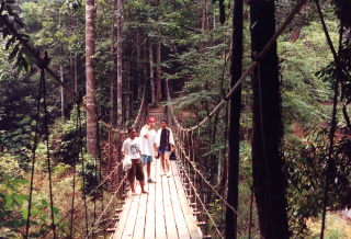 Picture Of Bridge In National Park In Malaysia
