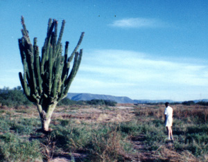 Picture Of Huge Cactus In Mexico
