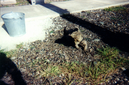 Picture Of Iggy The Mascot Iguana From Cuba