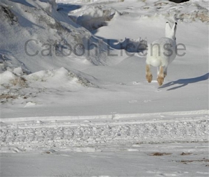Images and pictures for sale or license by Mark Erney photographs 6 buddy bunny arctic publishers