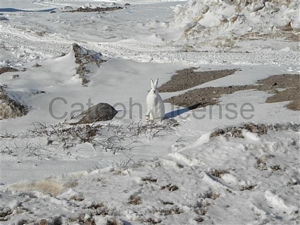 Images and pictures for sale or license by Mark Erney photographs 7 buddy bunny arctic publishers