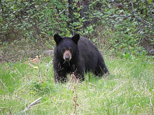 Royalty free pictures photographs publishers images by Mark Erney yukon black bear pic 2